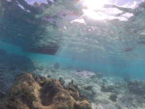 Rochen in der Unterwasserwelt von Raiatea
