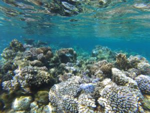 Schnorcheln in der Unterwasserwelt von Huahine