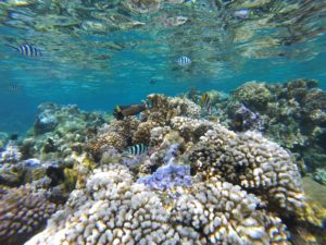 Schnorcheln in der Unterwasserwelt von Bora Bora