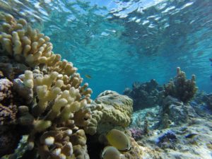 Schnorcheln in der Unterwasserwelt von Nuku Hiva