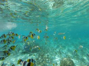 Schnorcheln in der Unterwasserwelt von Mangareva