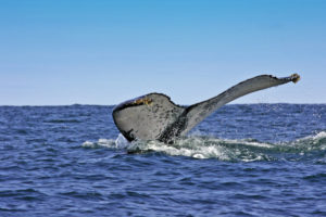 Walbeobachtung in Französisch Polynesien