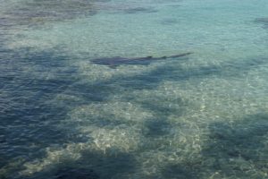 Kleiner Hai in der Lagune von Fakarava, Französisch Polynesien