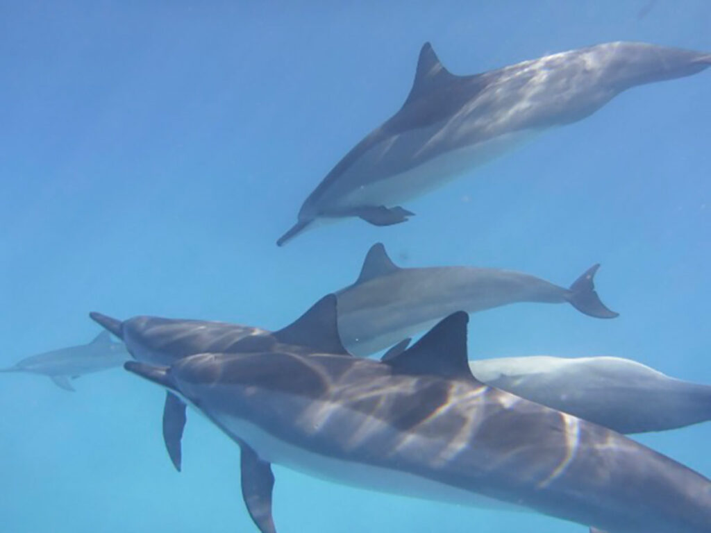 Auf Tuchfühlung mit Delfinen