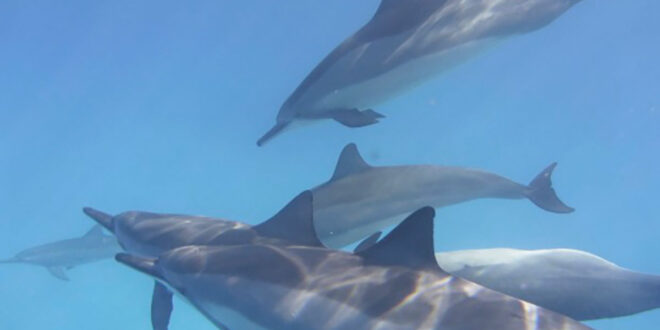 Auf Tuchfühlung mit Delfinen